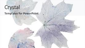  Presentation with green maple leaves - Colorful PPT layouts enhanced with dry maple leaves on white backdrop and a sky blue colored foreground
