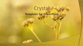  Presentation with flowers - Colorful theme enhanced with dry-meadow-flowers-yarrow-flowers backdrop and a yellow colored foreground