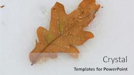  Presentation with oak - Beautiful slide deck featuring dry oak leafage on snow backdrop and a light gray colored foreground