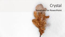  Presentation with oak - Slide set consisting of dry oak's leaf on snow surface background and a light gray colored foreground