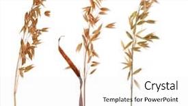  Presentation with oat - Presentation theme featuring red sugar coated pills tablets vitamin on white background background and a red colored foreground