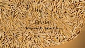  Presentation with oat - Amazing theme having dry-oat-plant-texture-background backdrop and a gold colored foreground