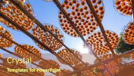  Presentation with dry - Presentation featuring dry-persimmon-fruit-production-under background and a red colored foreground