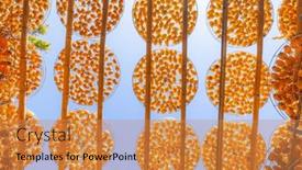  Presentation with sunshine - Slide deck enhanced with dry-persimmon-fruit-under-sunshine background and a coral colored foreground