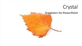  Presentation with dying - Beautiful slide deck featuring dry poplar leaf isolated backdrop and a  colored foreground
