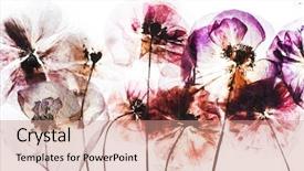  Presentation with poppy - Slide deck having dry poppy flowers background and a coral colored foreground