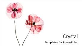  Presentation with poppy - Colorful slides enhanced with dry poppy flowers backdrop and a white colored foreground
