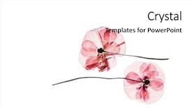  Presentation with poppy - Audience pleasing slide set consisting of dry poppy flowers backdrop and a white colored foreground