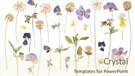  Presentation with dry - PPT layouts consisting of dry pressed wild flowers isolated background and a cream colored foreground
