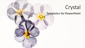  Presentation with dry - Presentation theme consisting of dry primrose flowers background and a cream colored foreground