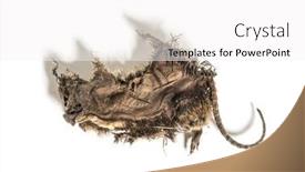  Presentation with white rat - Amazing slide deck having dry-rat-in-state backdrop and a white colored foreground