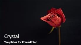  Presentation with dry - Slide deck with dry red rose on black background and a black colored foreground