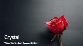  Presentation with dry - PPT theme enhanced with dry red rose on black background and a wine colored foreground