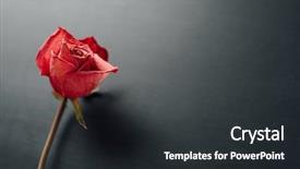  Presentation with dry - Theme consisting of dry red rose on black background and a dark gray colored foreground
