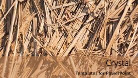  Presentation with weave - Theme featuring dry reeds dry grass background and a coral colored foreground