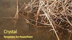  Presentation with reflection - Slide deck consisting of dry reeds in the lake background and a tawny brown colored foreground