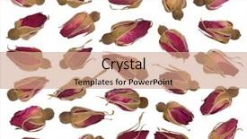  Presentation with roses - Audience pleasing PPT layouts consisting of dry roses isolated on white backdrop and a coral colored foreground