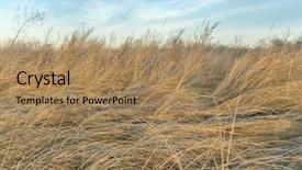  Presentation with weed - Colorful PPT theme enhanced with dry tall grass and weed backdrop and a coral colored foreground
