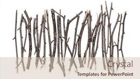  Presentation with dry - Presentation theme consisting of dry-thin-branches background and a soft green colored foreground
