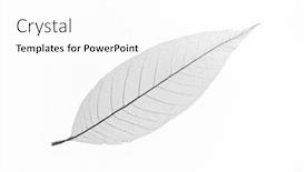  Presentation with vein - Presentation theme featuring dry-transparent-leaf-only-vein background and a white colored foreground