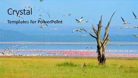  Presentation with kenya - Presentation theme enhanced with animals water - dry tree africa kenya lake background and a light blue colored foreground