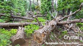  Presentation with dry forest - Theme enhanced with dry tree in the forest background and a  colored foreground