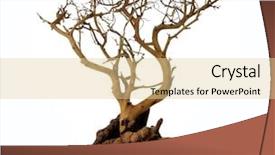  Presentation with tree roots - Cool new PPT theme with dry tree on white background backdrop and a lemonade colored foreground