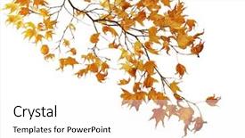  Presentation with maple - Audience pleasing presentation theme consisting of dry trees - autumn maple branch isolated backdrop and a white colored foreground