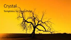  Presentation with death - Cool new slides with dry trees - death tree against sunlight backdrop and a light gray colored foreground