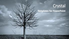  Presentation with lonely - PPT layouts enhanced with dry trees - lonely tree composition of nature background and a gray colored foreground