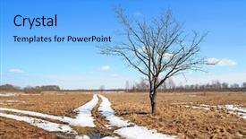  Presentation with roman roads - Amazing slides having dry trees - oak near roads backdrop and a  colored foreground