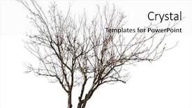  Presentation with banana stem tree and leaf - Slide deck featuring dry trees - tree without leaves isolated background and a white colored foreground