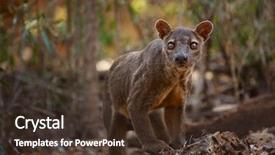  Presentation with dry forest - Colorful presentation theme enhanced with dry tropical forest madagascar backdrop and a tawny brown colored foreground