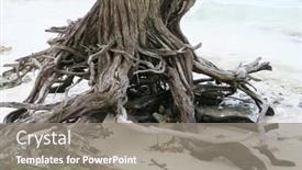  Presentation with dry - Audience pleasing PPT theme consisting of dry-trunk-on-a-sandy backdrop and a gray colored foreground