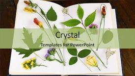  Presentation with book holy bible table - Beautiful presentation featuring dry up plants on book backdrop and a mint green colored foreground