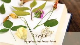  Presentation with book holy bible table - Cool new PPT theme with dry up plants on book backdrop and a  colored foreground