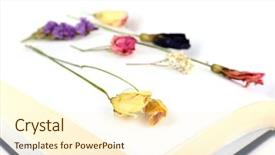  Presentation with piper nigrum plants - Amazing theme having dry up plants on book backdrop and a  colored foreground