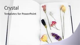  Presentation with dry - Amazing theme having dry up plants on book backdrop and a white colored foreground