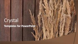  Presentation with needle - PPT layouts featuring dry-wild-tall-brown-needle background and a tawny brown colored foreground