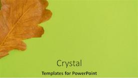  Presentation with oak - Beautiful presentation featuring dry-yellow-autumn-oak-leaf backdrop and a yellow colored foreground