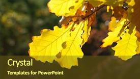  Presentation with oak forest - Presentation enhanced with dry yellow oak leaves background and a  colored foreground