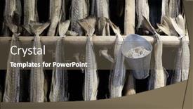  Presentation with fishing - PPT theme consisting of drying-cod-fish-in-winter background and a tawny brown colored foreground