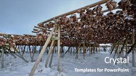  Presentation with fishing - Cool new presentation design with fishfry - drying flakes for stockfish cod backdrop and a gray colored foreground