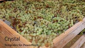  Presentation with grape vine wine grapes - Slides enhanced with drying grapes for making vino background and a coral colored foreground