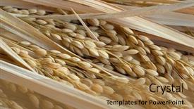  Presentation with ears - Cool new presentation theme with drying ripe rice ears close backdrop and a coral colored foreground