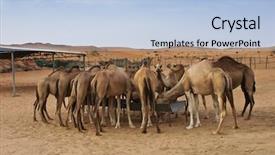  Presentation with camels resting in the desert - PPT theme having dubai camels in the desert background and a light blue colored foreground