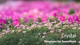  Presentation with miracle - Slide set having dubai miracle garden with over 45 million flowers in a sunny day background and a tawny brown colored foreground