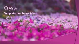  Presentation with miracle - Theme having dubai miracle garden with over 45 million flowers in a sunny day background and a violet colored foreground