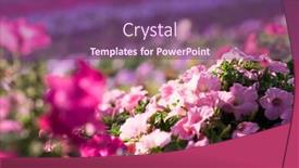  Presentation with miracle - Amazing presentation design having dubai miracle garden with over 45 million flowers in a sunny day backdrop and a violet colored foreground