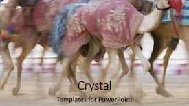 Presentation with uae - Theme enhanced with dubai uae blurred motion of camels running during training at nad al sheba camel racetrack background and a coral colored foreground